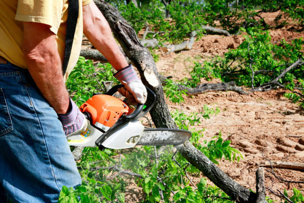 Best Best Tree Removal Services  in Fall City, WA